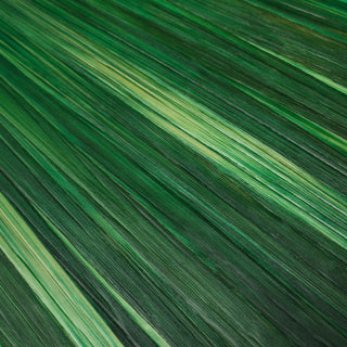Box Harvard straw marquetry green