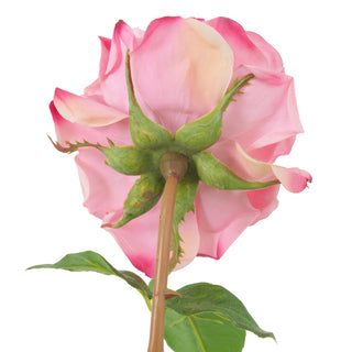 Bouquet of Roses multi color real touch 72 pcs/3 varieties