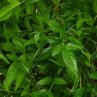 Bundle of Tender leaves 36 pcs
