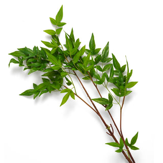 Bundle of Tender leaves 36 pcs