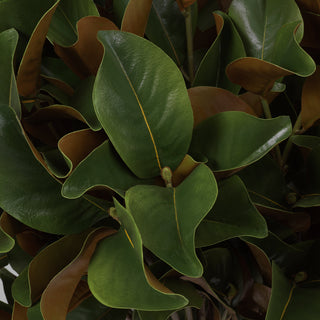 Bundle of Magnolia leaves 24 pcs