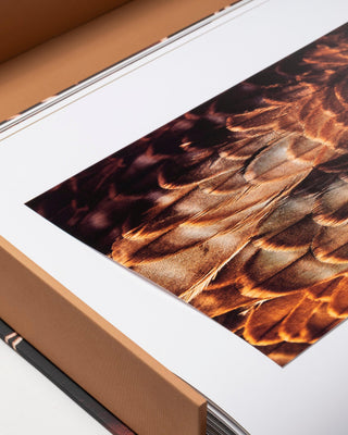 Falcons from Saudi Arabia